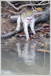 Young vervet monkey reflected in the River Gambia.