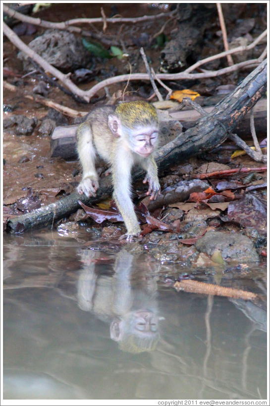 Young vervet monkey reflected in the River Gambia.