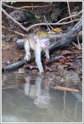 Young vervet monkey reflected in the River Gambia.