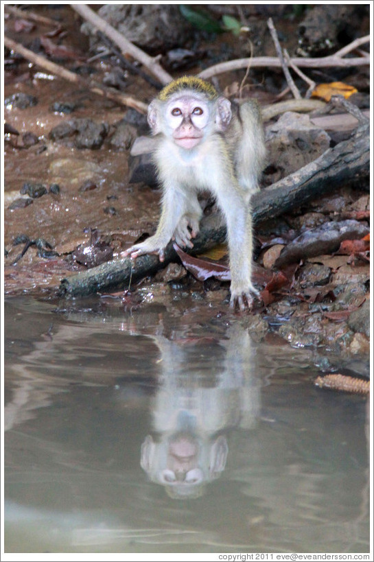 Young vervet monkey reflected in the River Gambia.