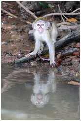 Young vervet monkey reflected in the River Gambia.