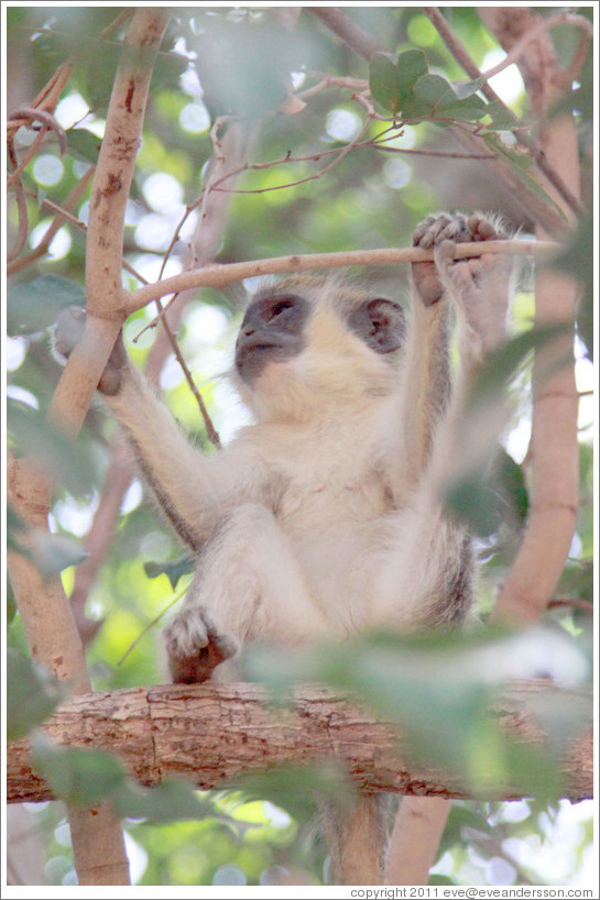 Young vervet monkey.