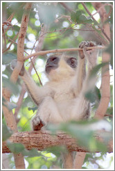 Young vervet monkey.