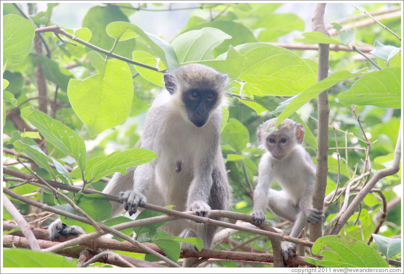 Vervet monkeys.