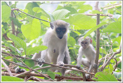 Vervet monkeys.