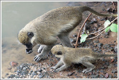 Vervet monkeys at the side of the River Gambia.