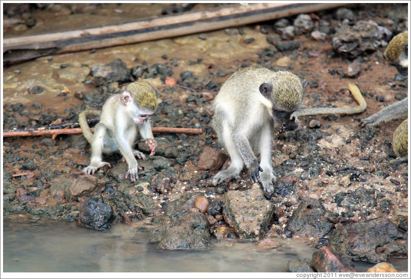 Vervet monkeys at the side of the River Gambia.