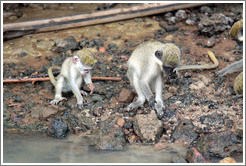 Vervet monkeys at the side of the River Gambia.