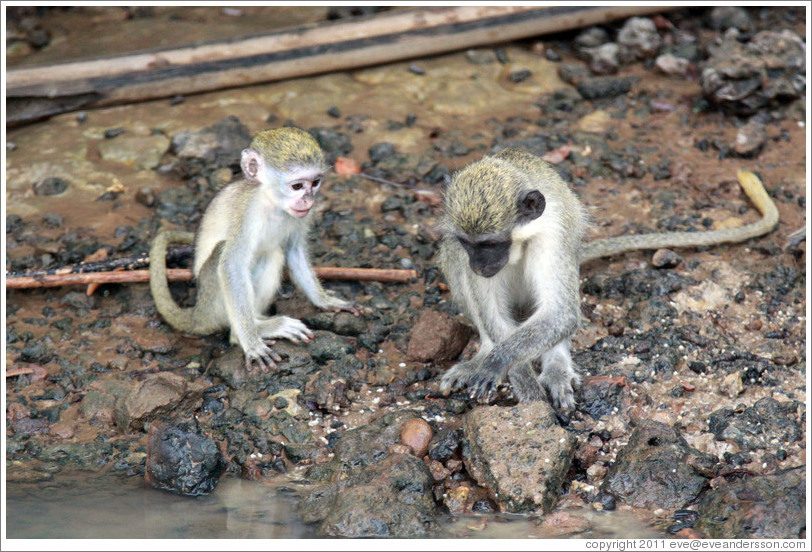 Vervet monkeys at the side of the River Gambia.