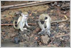 Vervet monkeys at the side of the River Gambia.
