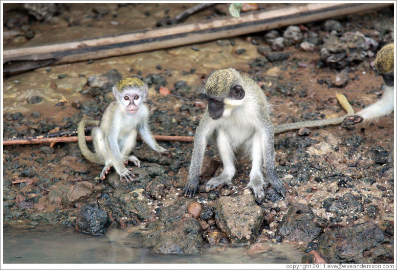 Vervet monkeys at the side of the River Gambia.