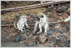 Vervet monkeys at the side of the River Gambia.