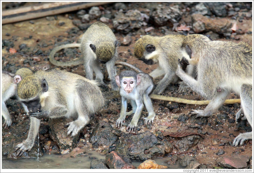 Vervet monkeys at the side of the River Gambia.