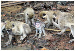 Vervet monkeys at the side of the River Gambia.