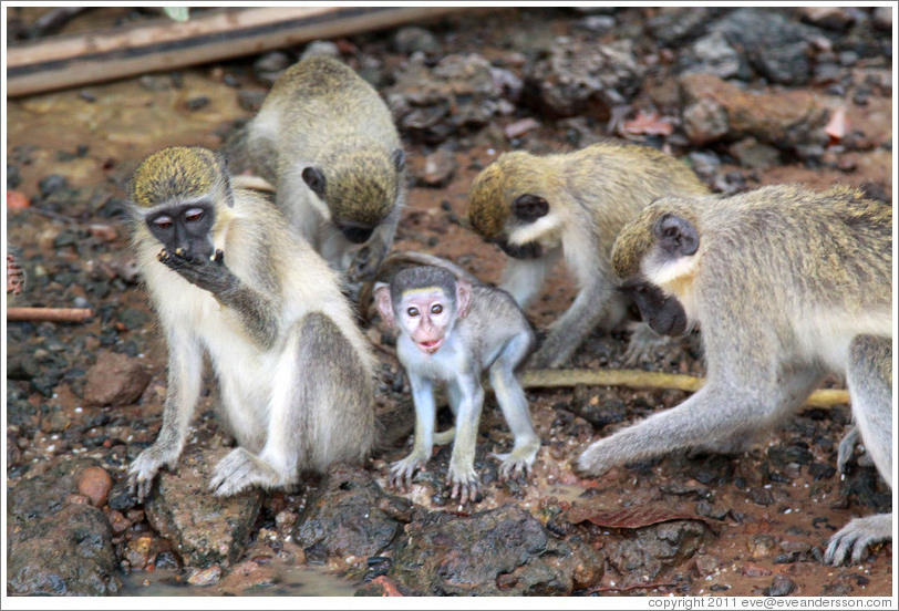 Vervet monkeys at the side of the River Gambia.