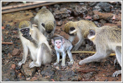 Vervet monkeys at the side of the River Gambia.