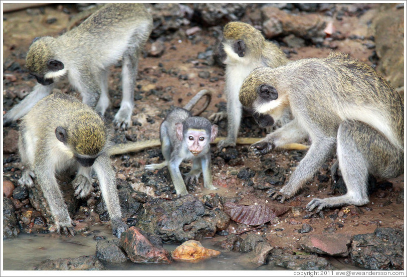 Vervet monkeys at the side of the River Gambia.