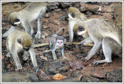 Vervet monkeys at the side of the River Gambia.