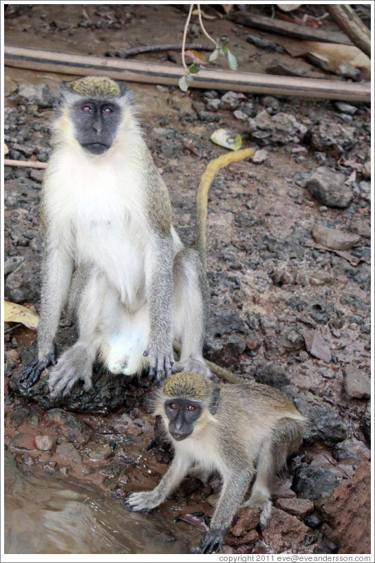 Vervet monkeys at the side of the River Gambia.