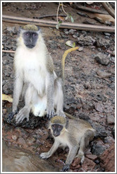 Vervet monkeys at the side of the River Gambia.