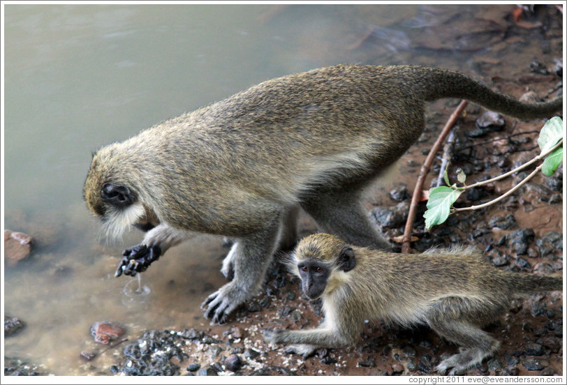 Vervet monkeys at the side of the River Gambia.