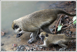 Vervet monkeys at the side of the River Gambia.