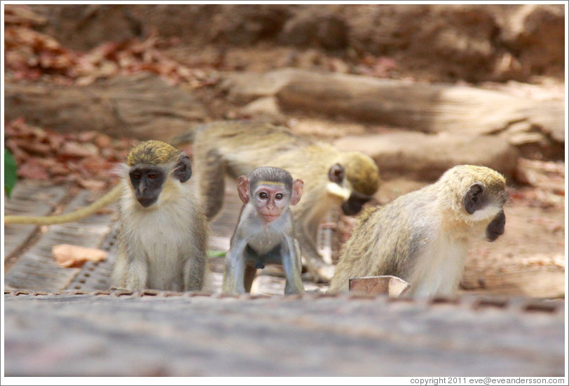 Vervet monkeys at the side of the River Gambia.