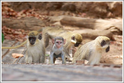 Vervet monkeys at the side of the River Gambia.