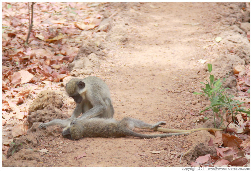 Two vervet monkeys playing on path.