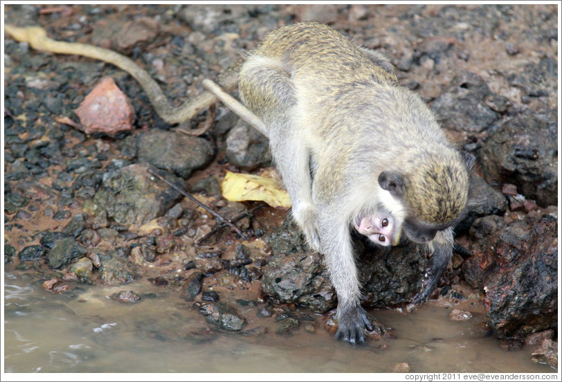 Mother and baby vervet monkeys at the side of the River Gambia.