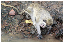 Mother and baby vervet monkeys at the side of the River Gambia.