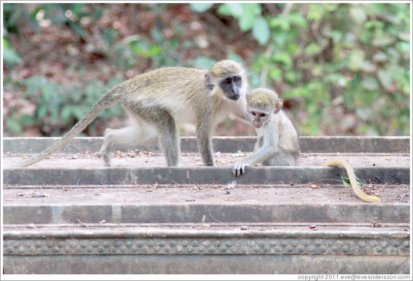 Mother and baby vervet monkeys.