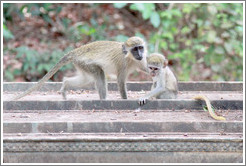 Mother and baby vervet monkeys.