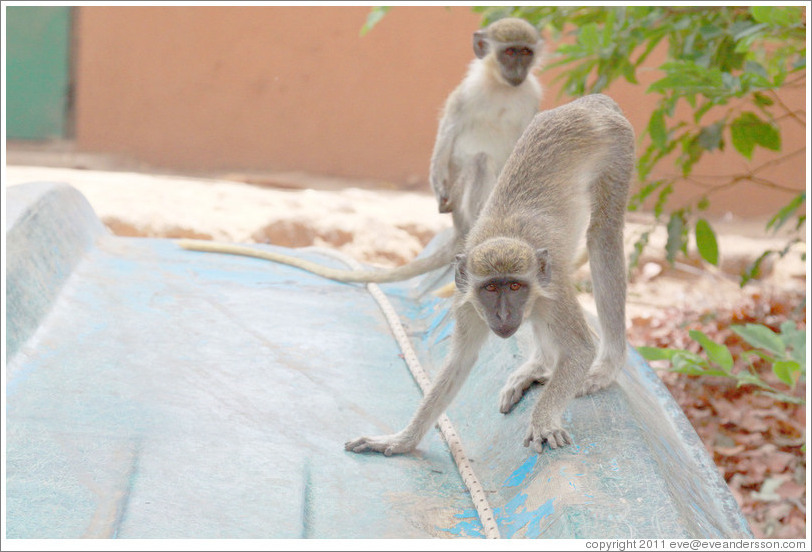 Vervet monkeys on an overturned boat.