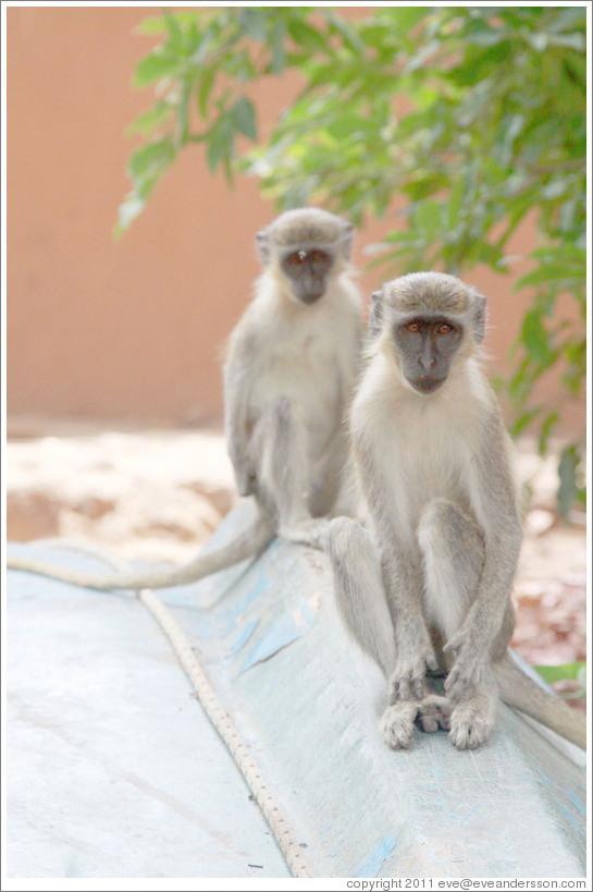 Vervet monkeys on an overturned boat.