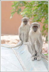 Vervet monkeys on an overturned boat.