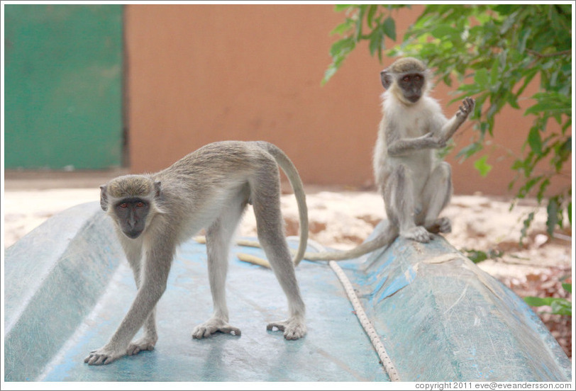 Vervet monkeys on an overturned boat.