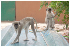 Vervet monkeys on an overturned boat.