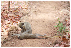 Two vervet monkeys playing on path.
