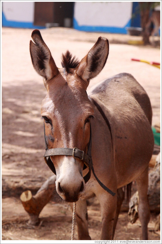 Donkey with a cut ear.  Gambia Horse & Donkey Trust.