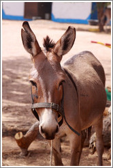 Donkey with a cut ear.  Gambia Horse & Donkey Trust.