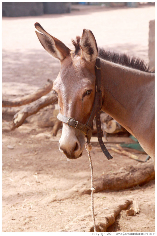 Donkey with a cut ear.  Gambia Horse & Donkey Trust.