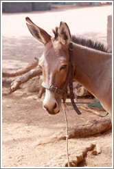 Donkey with a cut ear.  Gambia Horse & Donkey Trust.