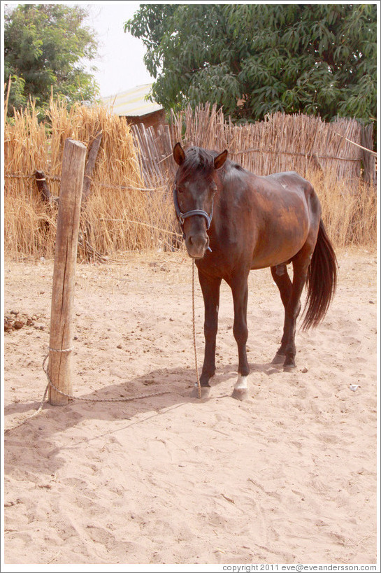 Horse named Lazarus, Gambia Horse & Donkey Trust.