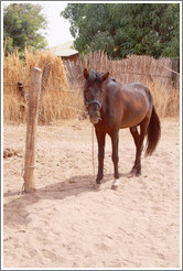 Horse named Lazarus, Gambia Horse & Donkey Trust.