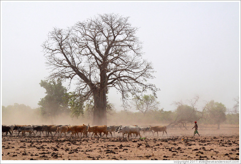 Baobab tree and a herd of cattle.