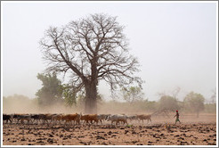 Baobab tree and a herd of cattle.