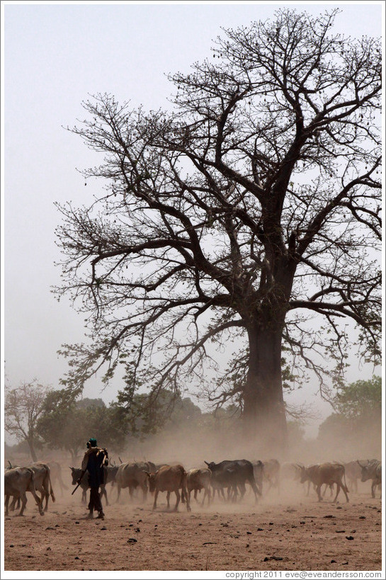 Baobab tree and a herd of cattle.
