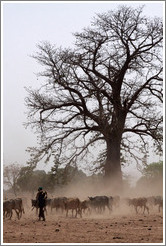 Baobab tree and a herd of cattle.
