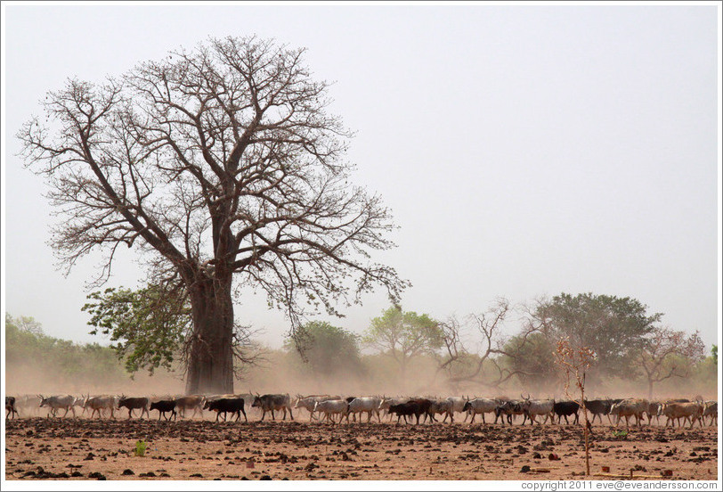 Baobab tree and a herd of cattle.